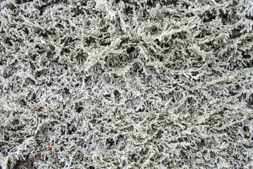 Eingefrorene Zweige 17