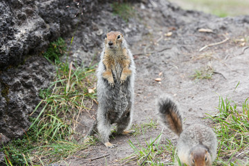 Arctic ground squirrel 