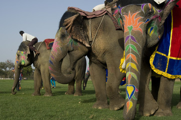 colorful elephants , festival , Jaipur, Rajasthan, India