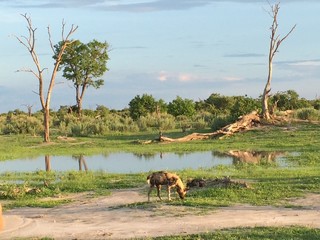 Group of wild dogs resting in Botswana
