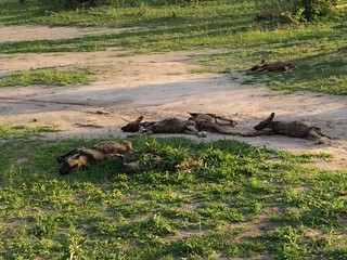 Group of wild dogs resting in Botswana