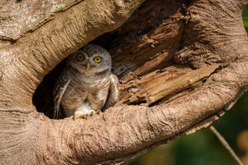 Spotted owlet(Athene brama)  . Little owl, Spotted owlet(Athene brama) in  hollow tree, looking at the camera
