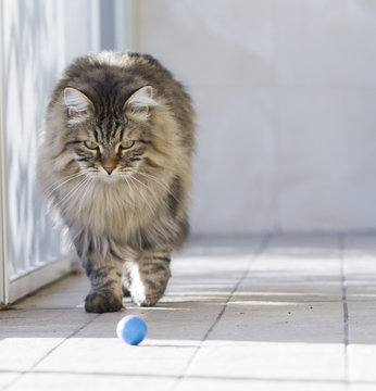 beauty brown tabby cat of siberian breed, playing with a ball
