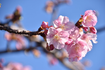 cherry blossom