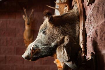 boar's head on the wall