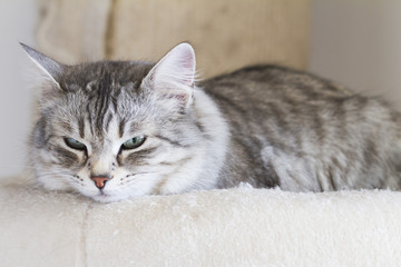 Adorable silver cat relaxing on a pillow