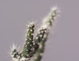 Cactus with soft spines.