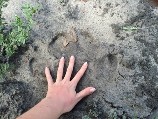 Comparing hand and hippo footprint