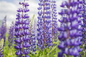Fototapeta premium Hyacinth violet flowers