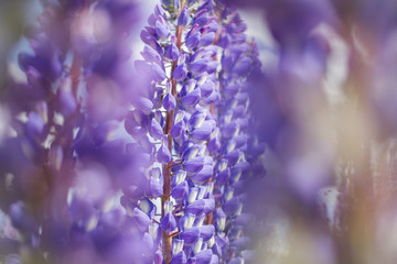 Iris violet flower in the field