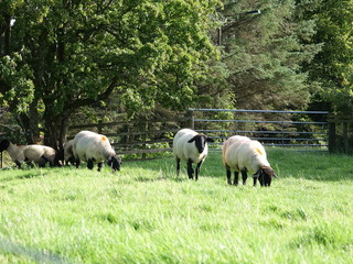 Sheep in field