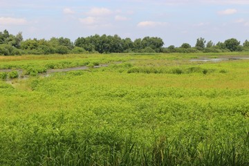 Wetland  in the  nature reserve Steinhuder Meer. Near Hanover, Northern Germany, Europe.