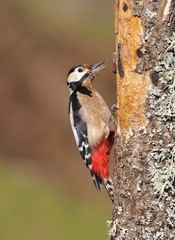 Great spotted woodpecker perched on a log.