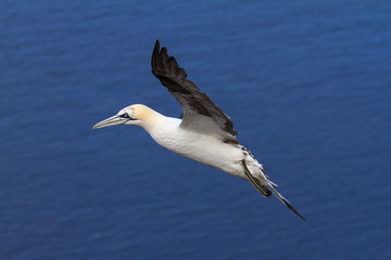 Fliegender Basstölpel vor blauer Nordsee