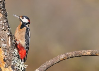 Great spotted woodpecker perched on a log.