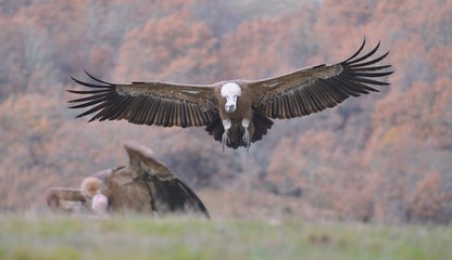 Griffon vulture landing on the meadow.
