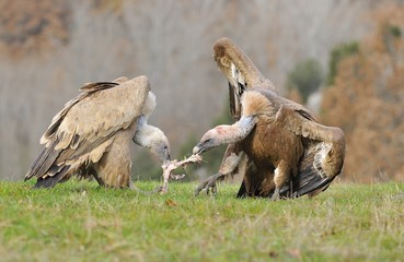 Two griffon vultures fighting over carrion. in the meadow.