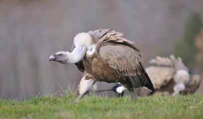 Griffon vulture in the meadow of Leon.