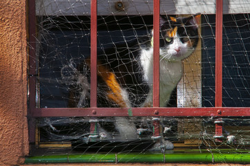Gato asomado a ventana con red al sol