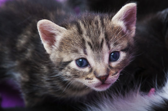 Cachorro de gato atigrado de ojos azules