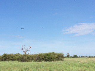 Vultures waiting for prey