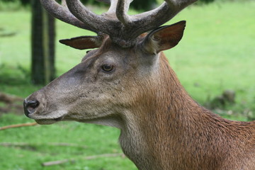 Portrait eines Hirsches