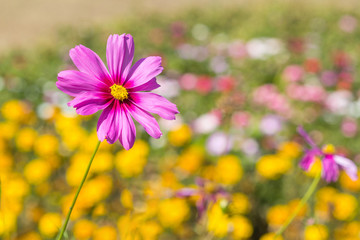 Fototapeta premium zinnia flower in park