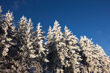 verschneite Bäume im Schwarzwald