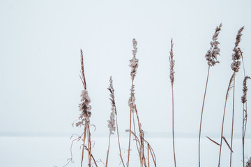 Reeds in the snow on the shore of a frozen river