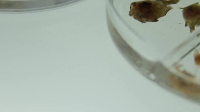 Crustaceans sample in petri dish