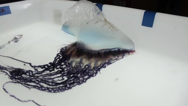 Portuguese man o' war in bucket