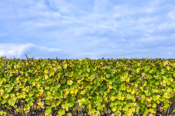Fototapeta na wymiar vineyard with yellow leaves under blue sky