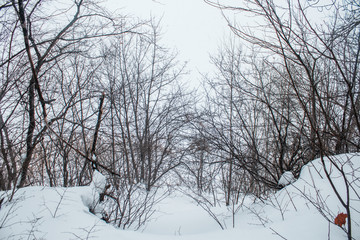 Fototapeta na wymiar Winter forest in a cloudy day snow