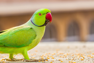 Fototapeta premium Green Parrot in India