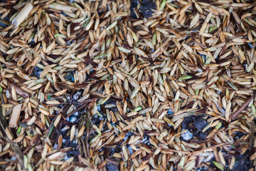 Close up view of rice texture on ground before peeling and polishing