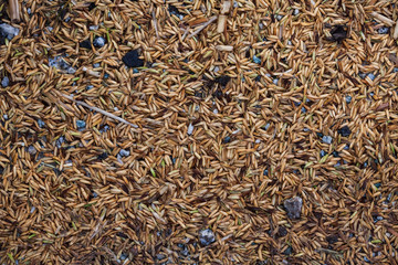 Close up view of rice texture on ground before peeling and polishing