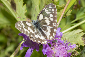Butterfly feeding on purple flower