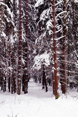 winter in russian forest, beautiful snowy landscape