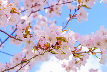 可憐な桜