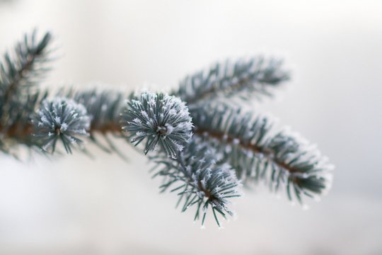 Christmas tree branche covered with hoarfrost