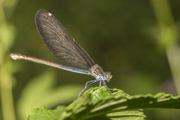 Dragon fly on green leaf 