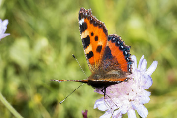 Fototapeta na wymiar Orange butterfly on a white flower