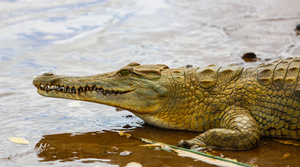 Crocodile in Tsavo East National Park. Kenya.