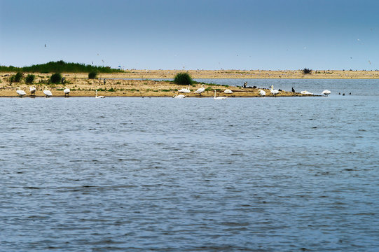 Bird island. White swans and cormorants on the beach. Baltic sea, Pomerania Poland.