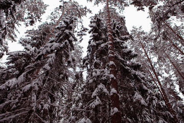 winter in russian forest, trees under the snow