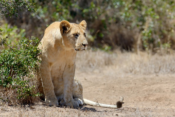 Lion in National park of Kenya