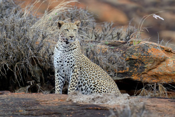 Leopard in National park of Kenya