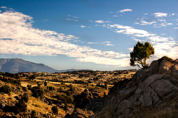 Obraz premium Arbol en la Sierra