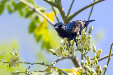 Obraz premium Image of a bird (purple sunbird). Wild Animals.