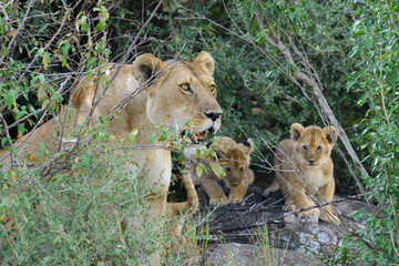 Lion in National park of Kenya